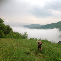 Truffle dog na Rovensku.JPG