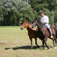 2010-08-den-koni-24.jpg