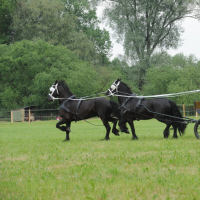 2011-06-04-15-hobby-konske-zavody-62.jpg